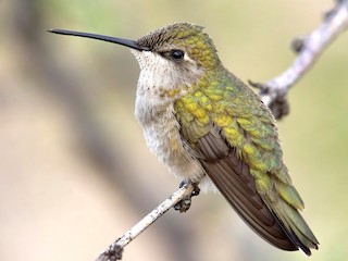 Female/immature male - Marky Mutchler - ML303888151