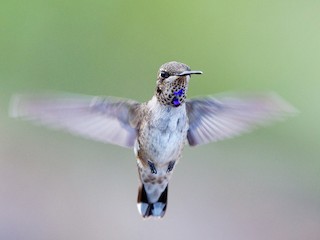マディソンパーク　ハチドリ ノドアカハチドリ／ノドグロハチドリ - eBird