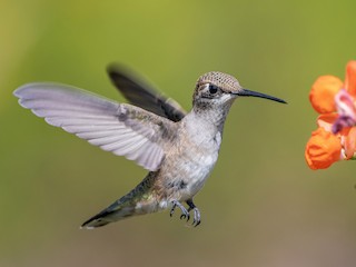 ノドグロハチドリ - eBird