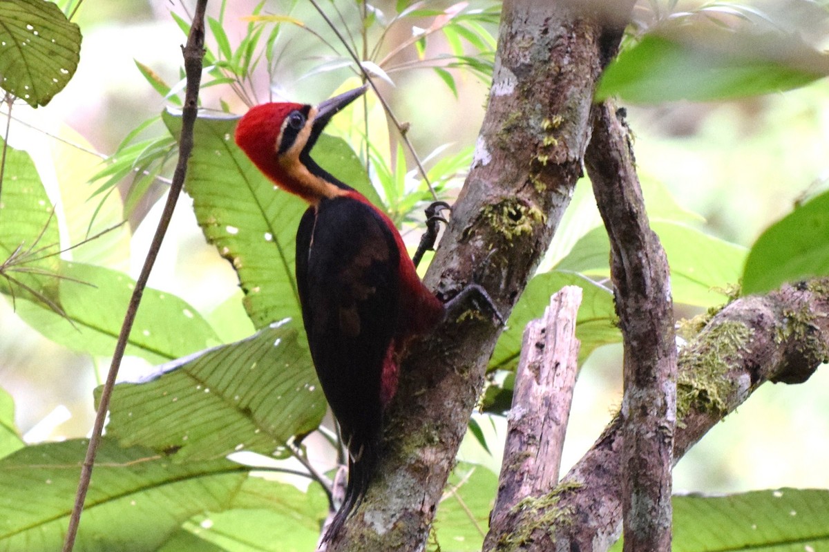 Crimson-bellied Woodpecker - irina shulgina