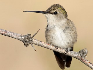 メス／オスの未成鳥 - Marky Mutchler - ML303888521