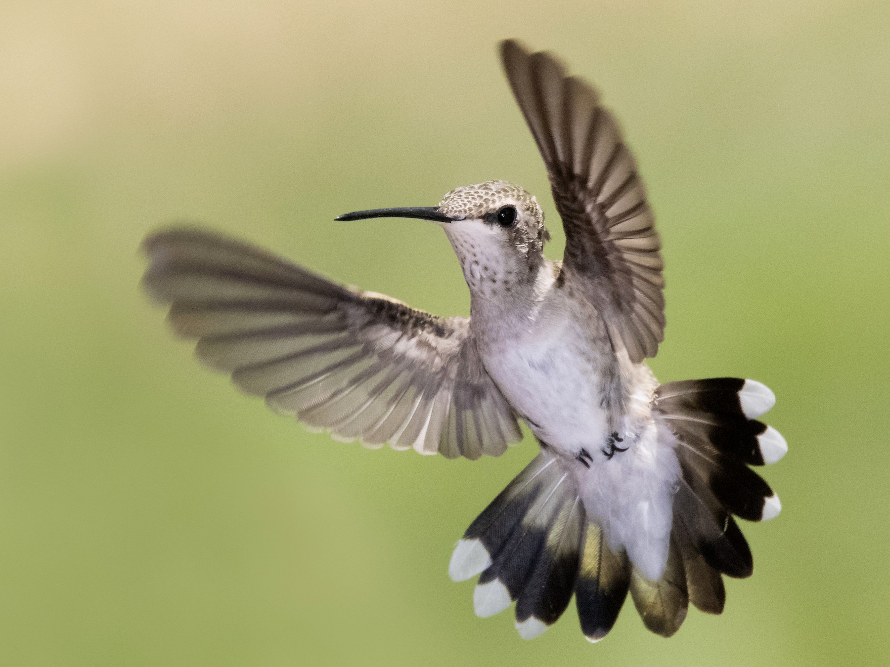 Black-chinned Hummingbird - Bryan Calk