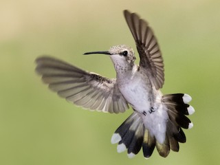 マディソンパーク　ハチドリ ノドアカハチドリ／ノドグロハチドリ - eBird