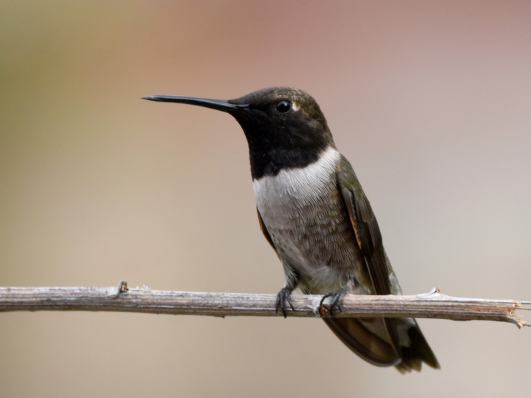 Black-chinned Hummingbird - Christopher Lindsey