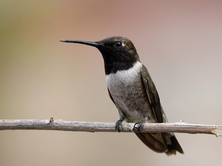 Adult male - Christopher Lindsey - ML303888711