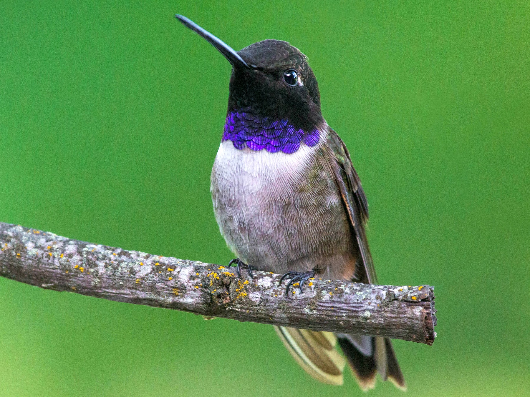 Black-chinned Hummingbird - Tanner Martin