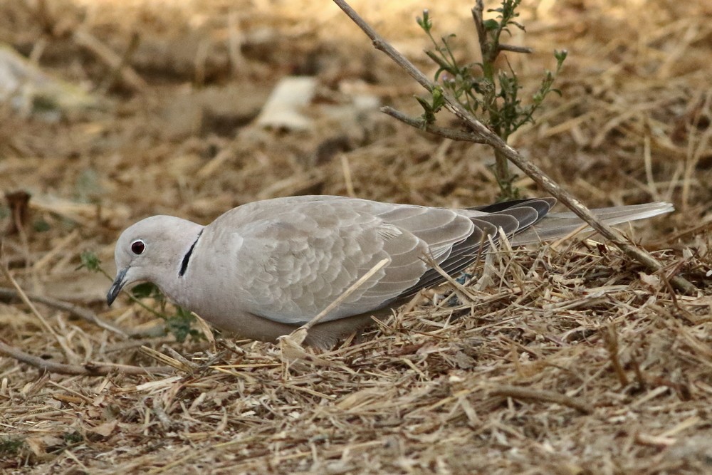 Eurasian Collared-Dove - ML303889761