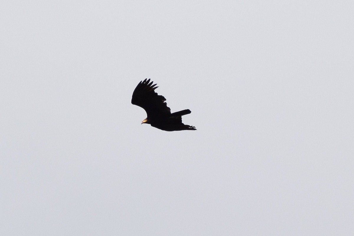 Greater Yellow-headed Vulture - irina shulgina
