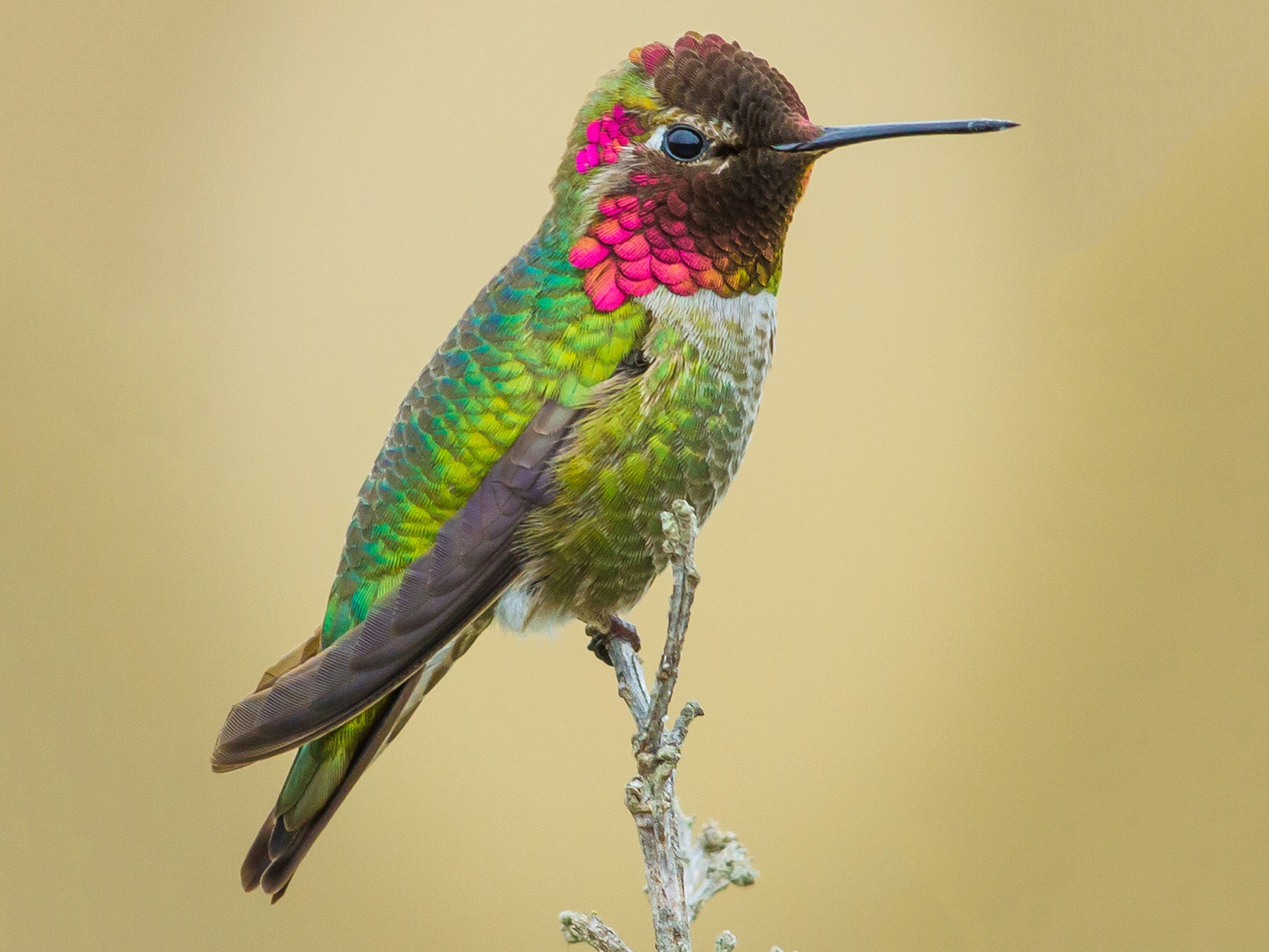 Anna's Hummingbird - eBird