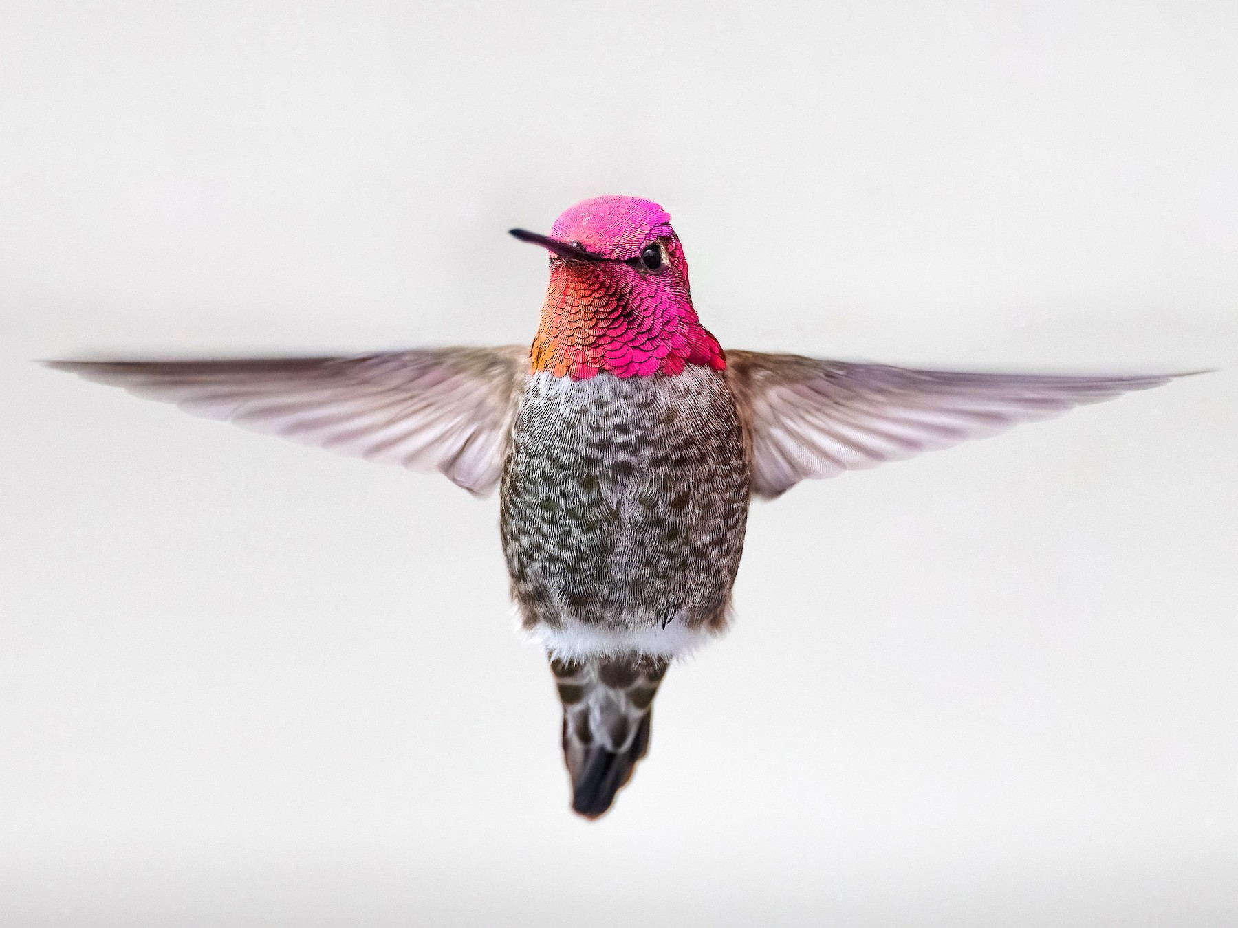 Anna's Hummingbird - Ryan Sanderson