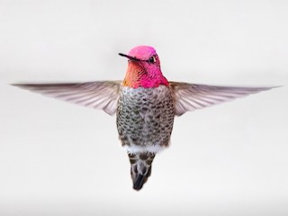 - Anna's Hummingbird