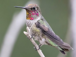  - Anna's Hummingbird