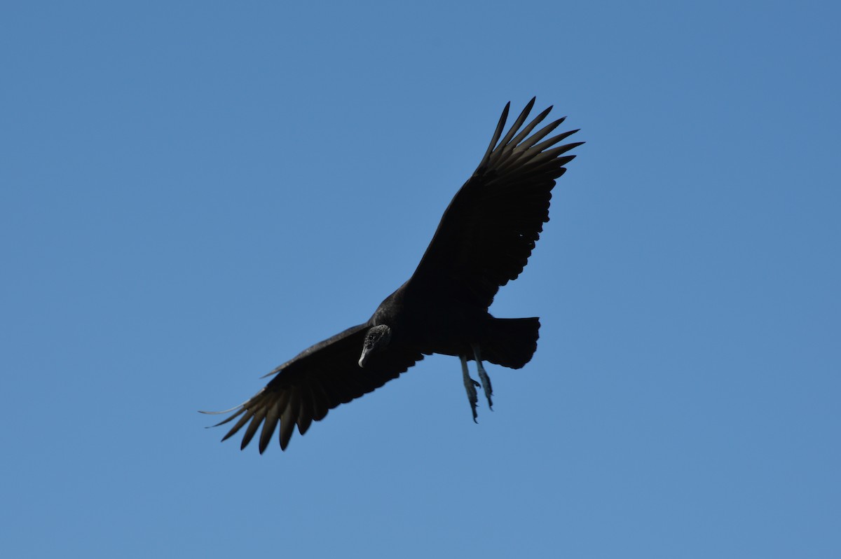 Black Vulture - ML303893831