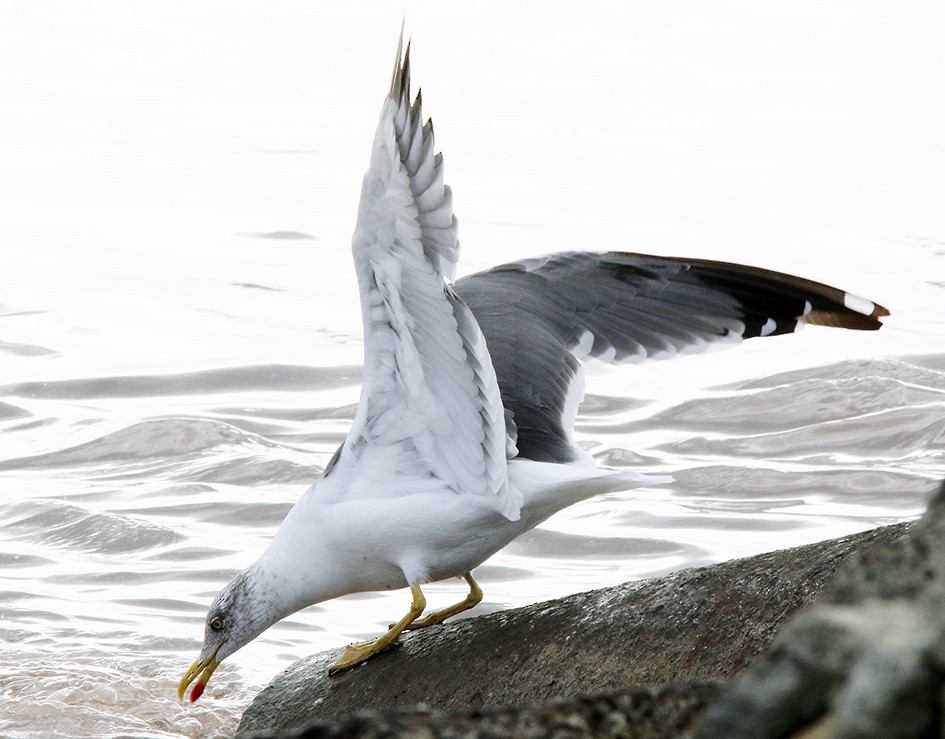 Yellow-legged Gull - Brynjúlfur Brynjólfsson
