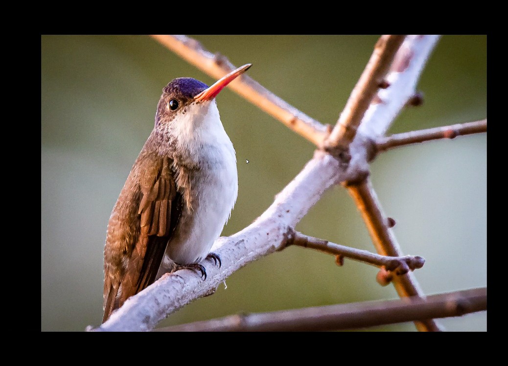 Violet-crowned Hummingbird - West Texas Records