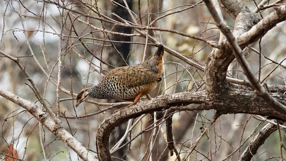 Chinese Francolin - ML303898361