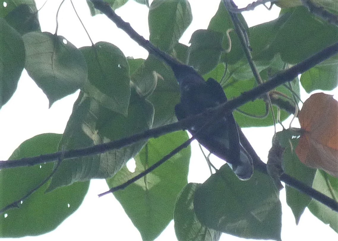 kolibřík černobílý - ML303899331