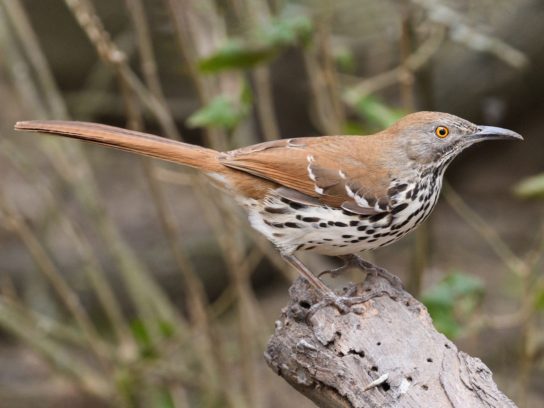 Long-billed Thrasher - Darren Clark