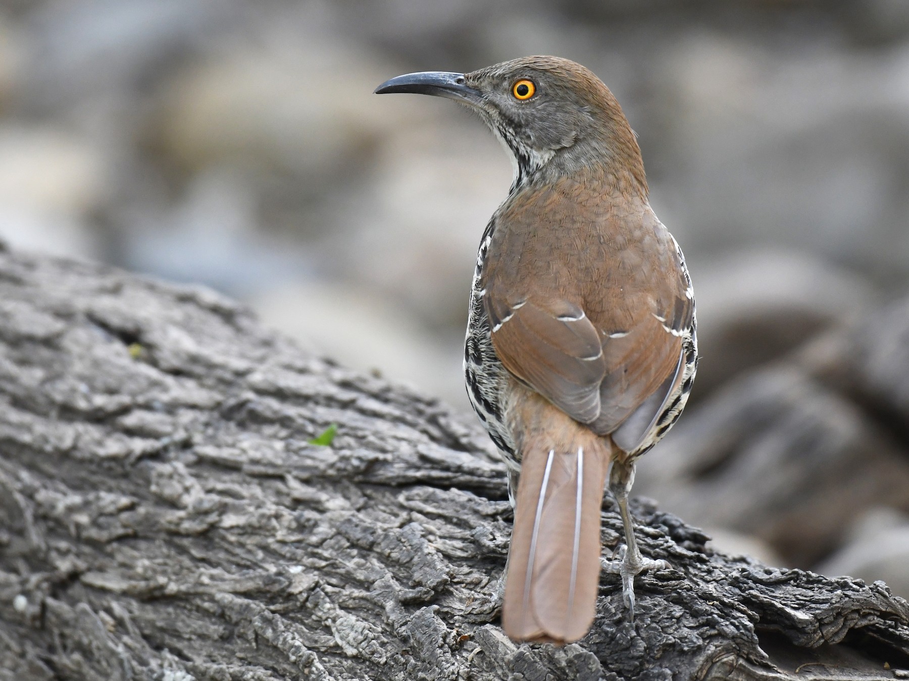 Long billed Thrasher eBird