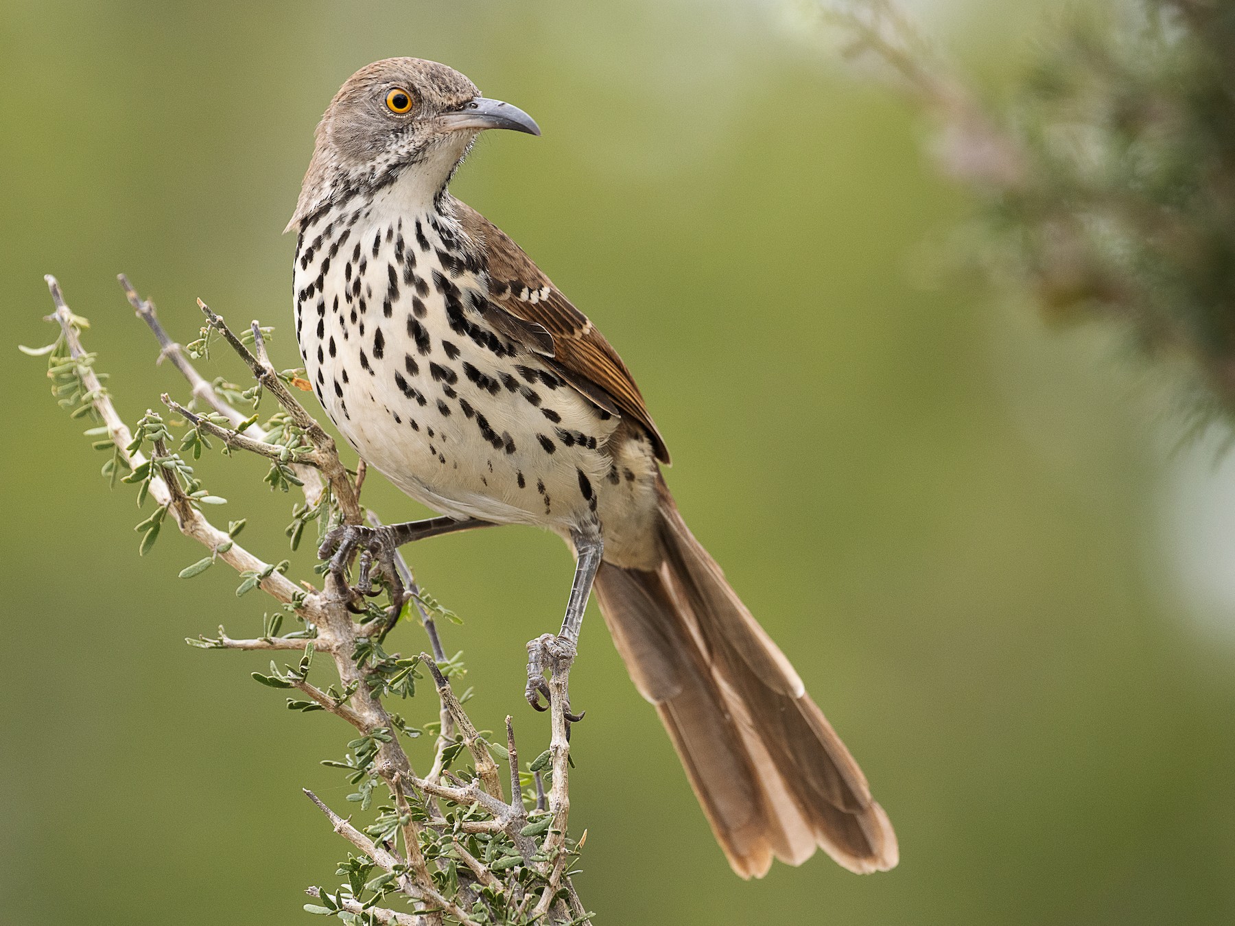 Long-billed Thrasher - mark daly