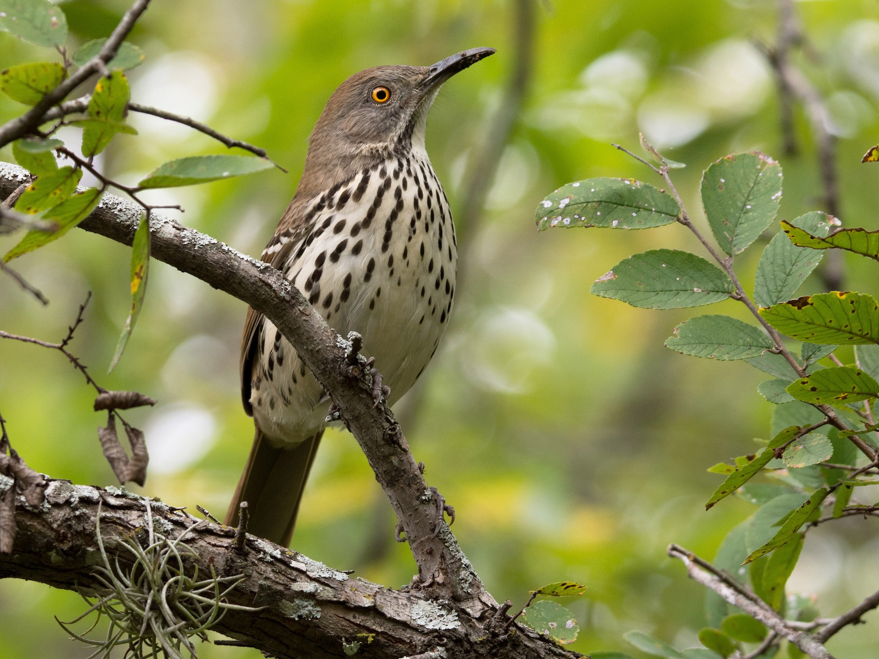 Long Billed Thrasher Ebird