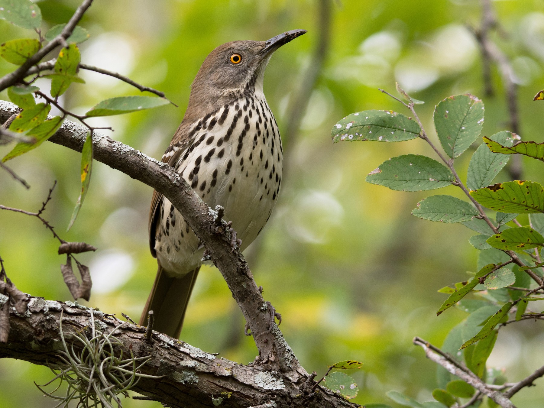 Long-billed Thrasher - Frank Lehman