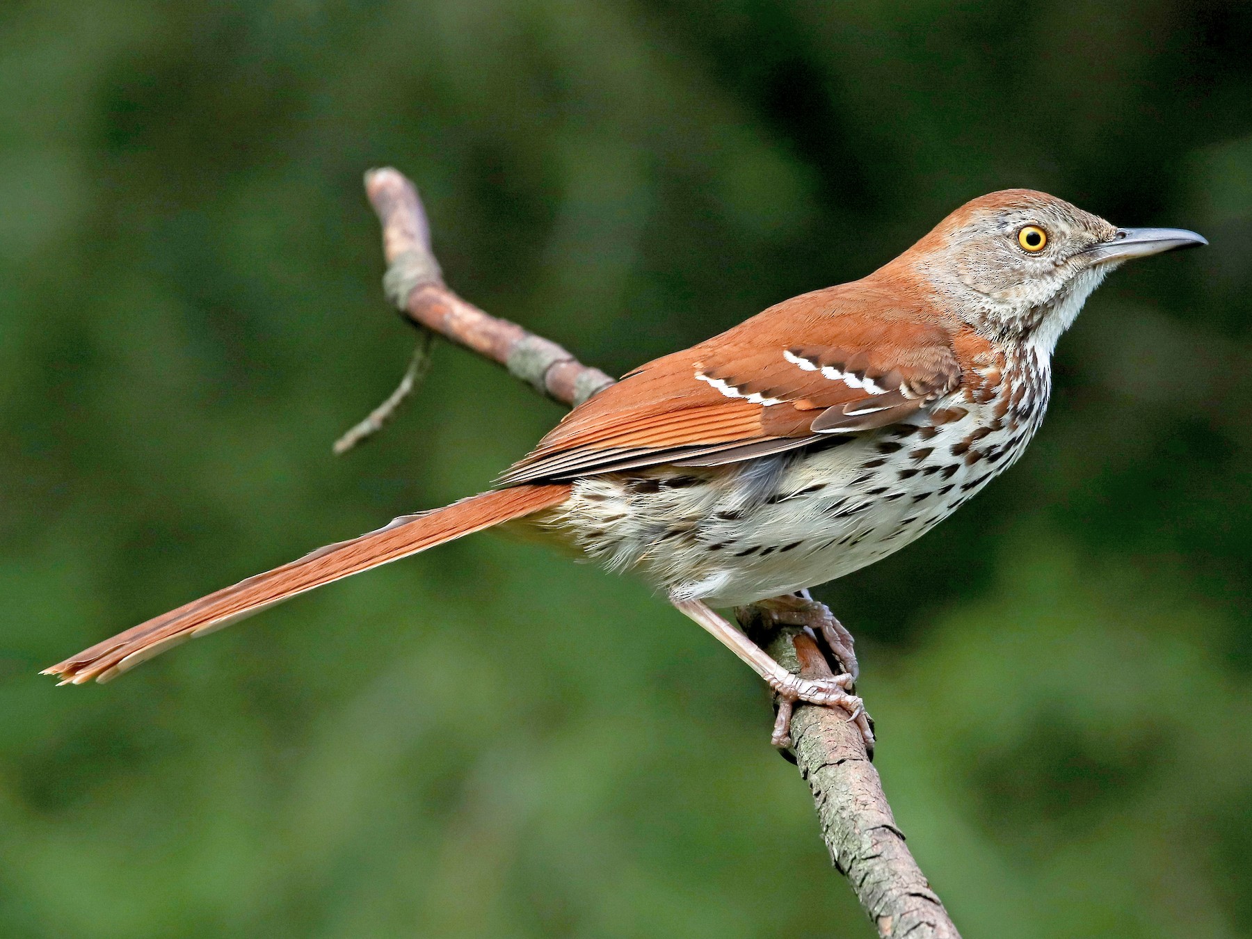 black thrasher bird