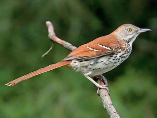 Brown Thrasher Toxostoma Rufum Birds Of The World