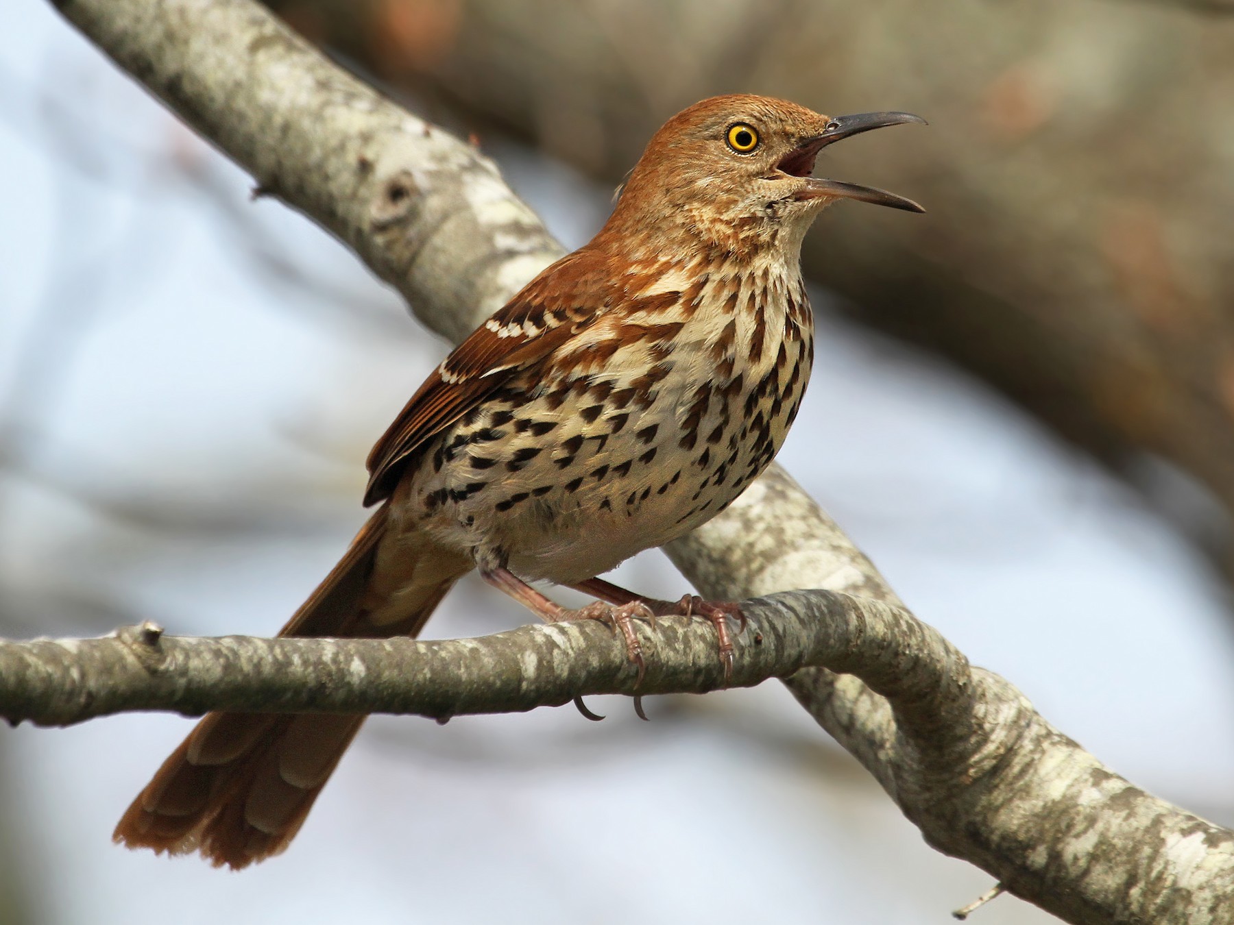 black thrasher bird