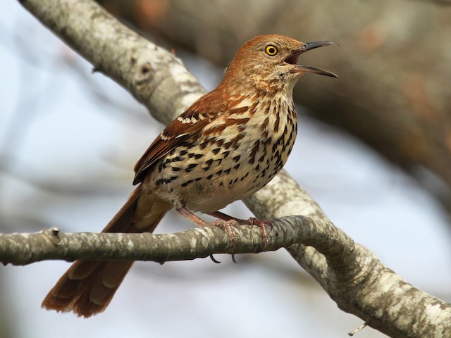 Photos Brown Thrasher Toxostoma Rufum Birds Of The World