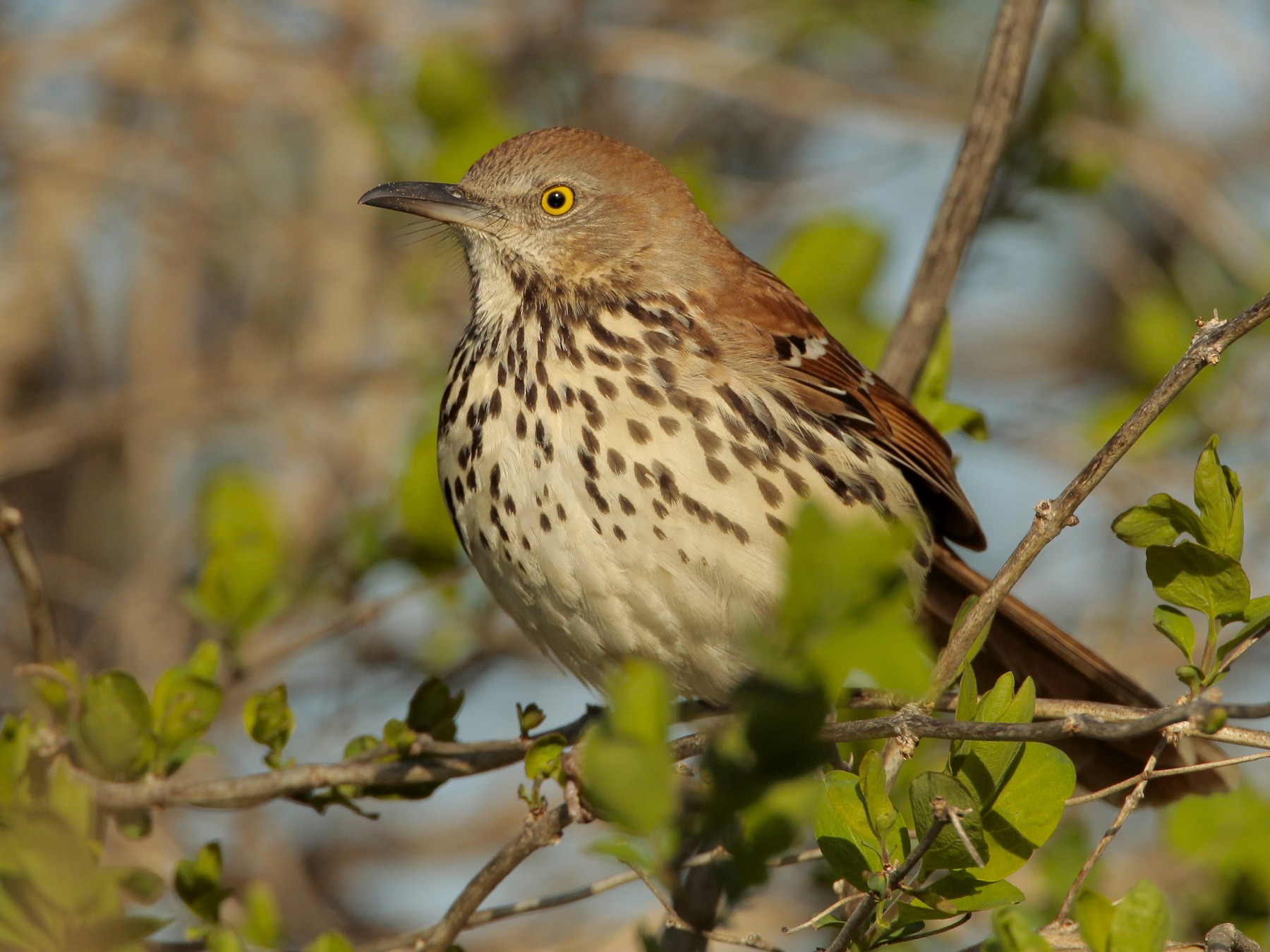 Brown Thrasher - James Kinderman