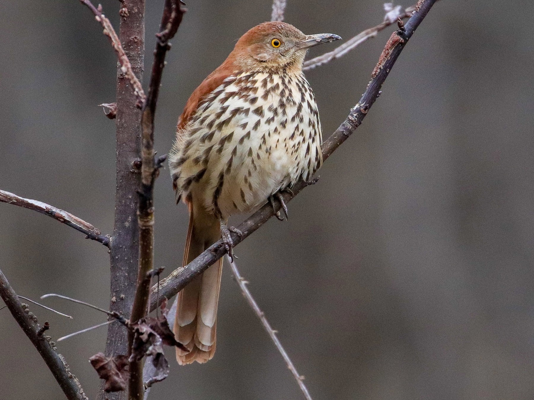 What does a shop brown thrasher look like