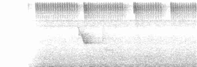 kolibřík lesklobřichý - ML303909261