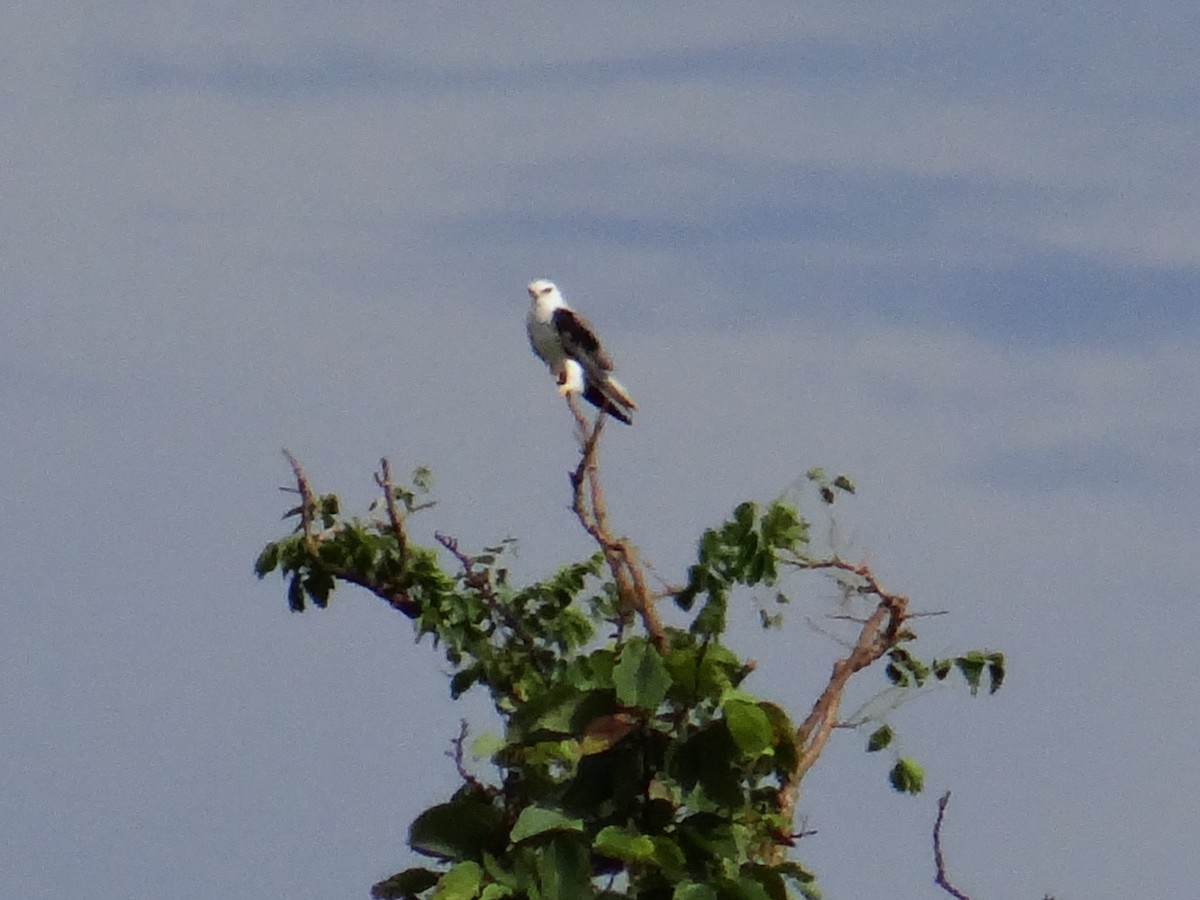 White-tailed Kite - ML303919331
