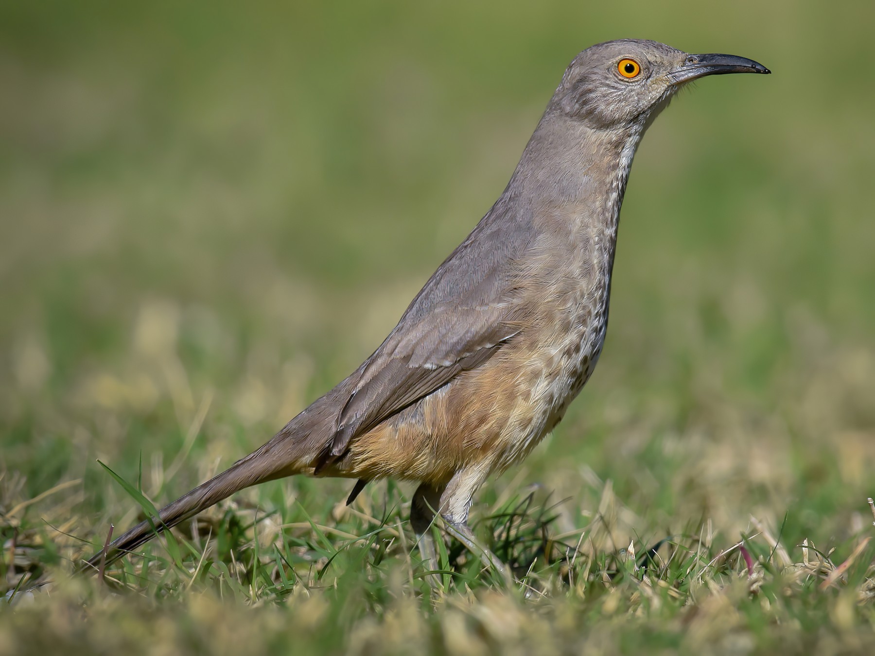 Curve-billed Thrasher - Scott Martin