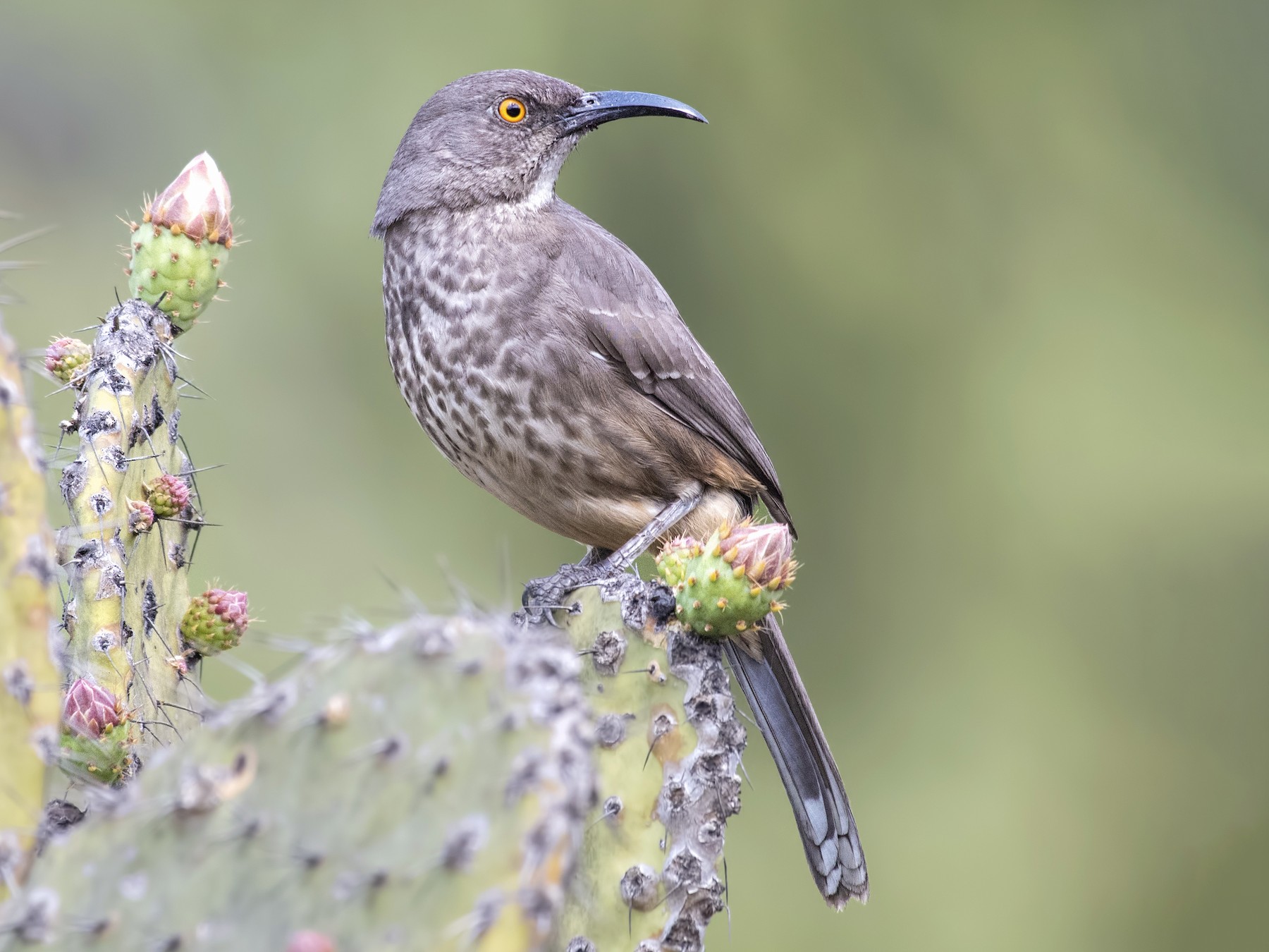 Curve Billed Thrasher Ebird