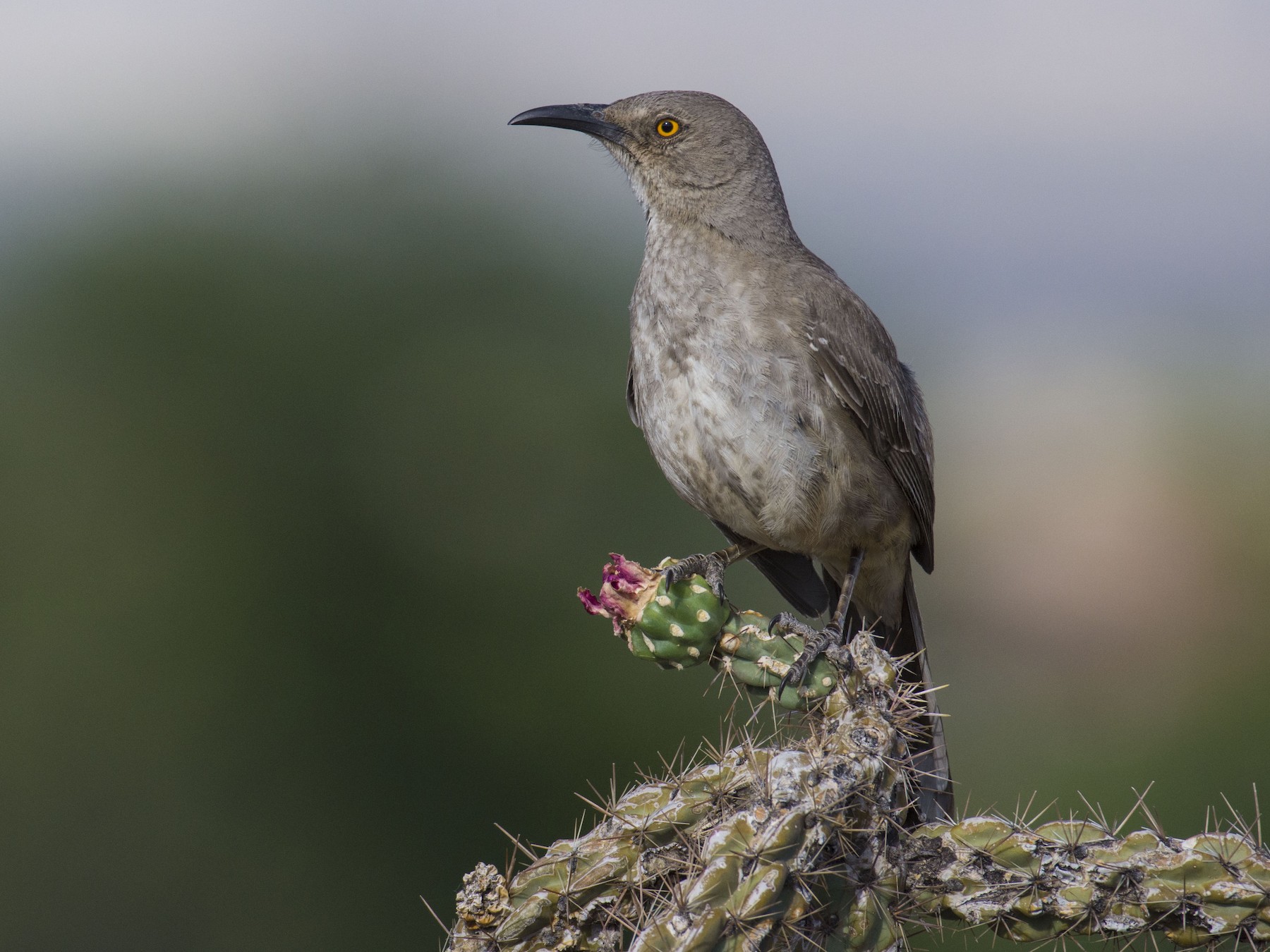 Curve-billed Thrasher - Marky Mutchler