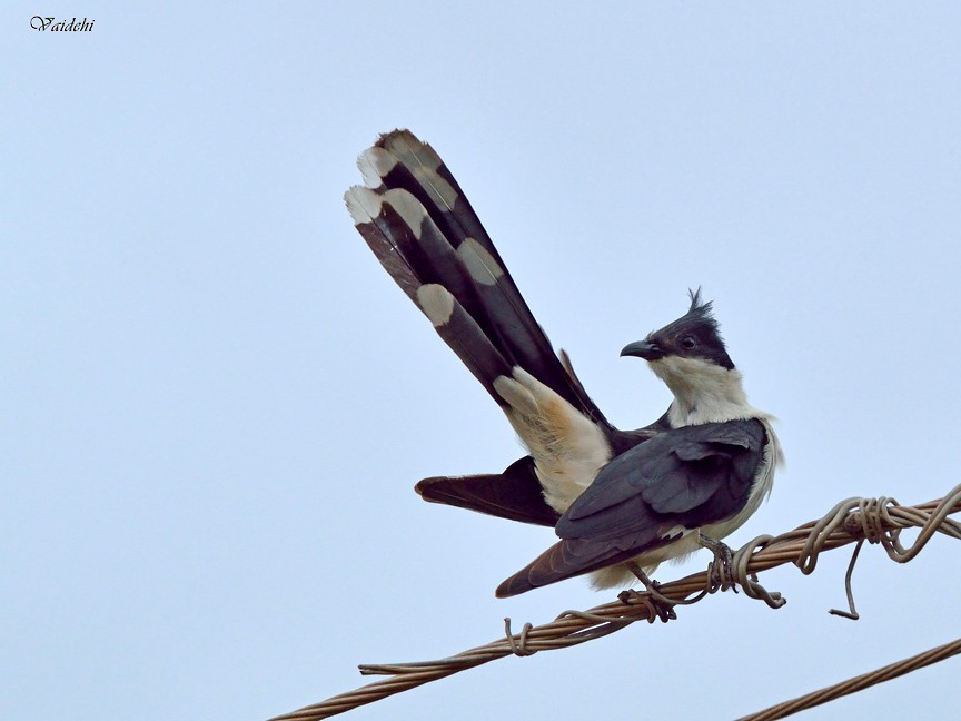 Pied Cuckoo - Vaidehi  Gunjal