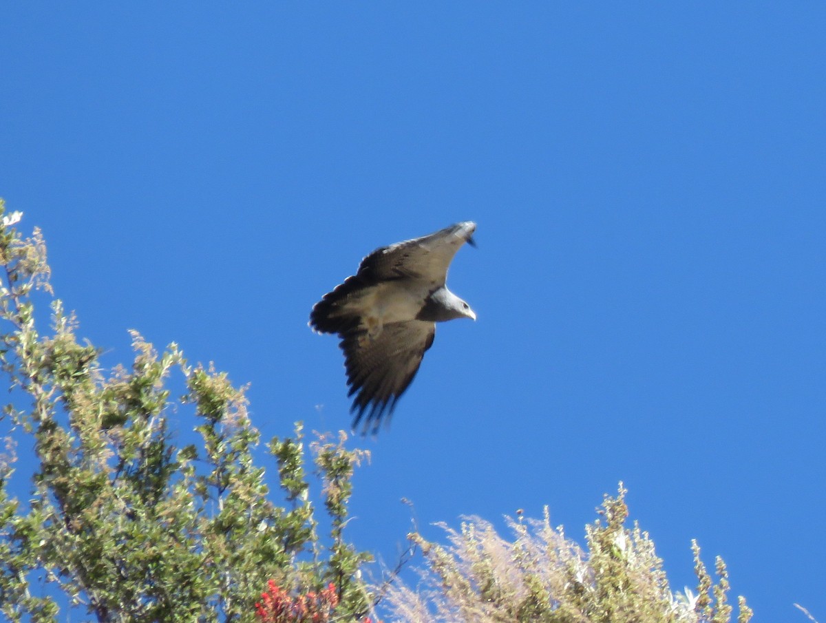 Black-chested Buzzard-Eagle - ML303924641