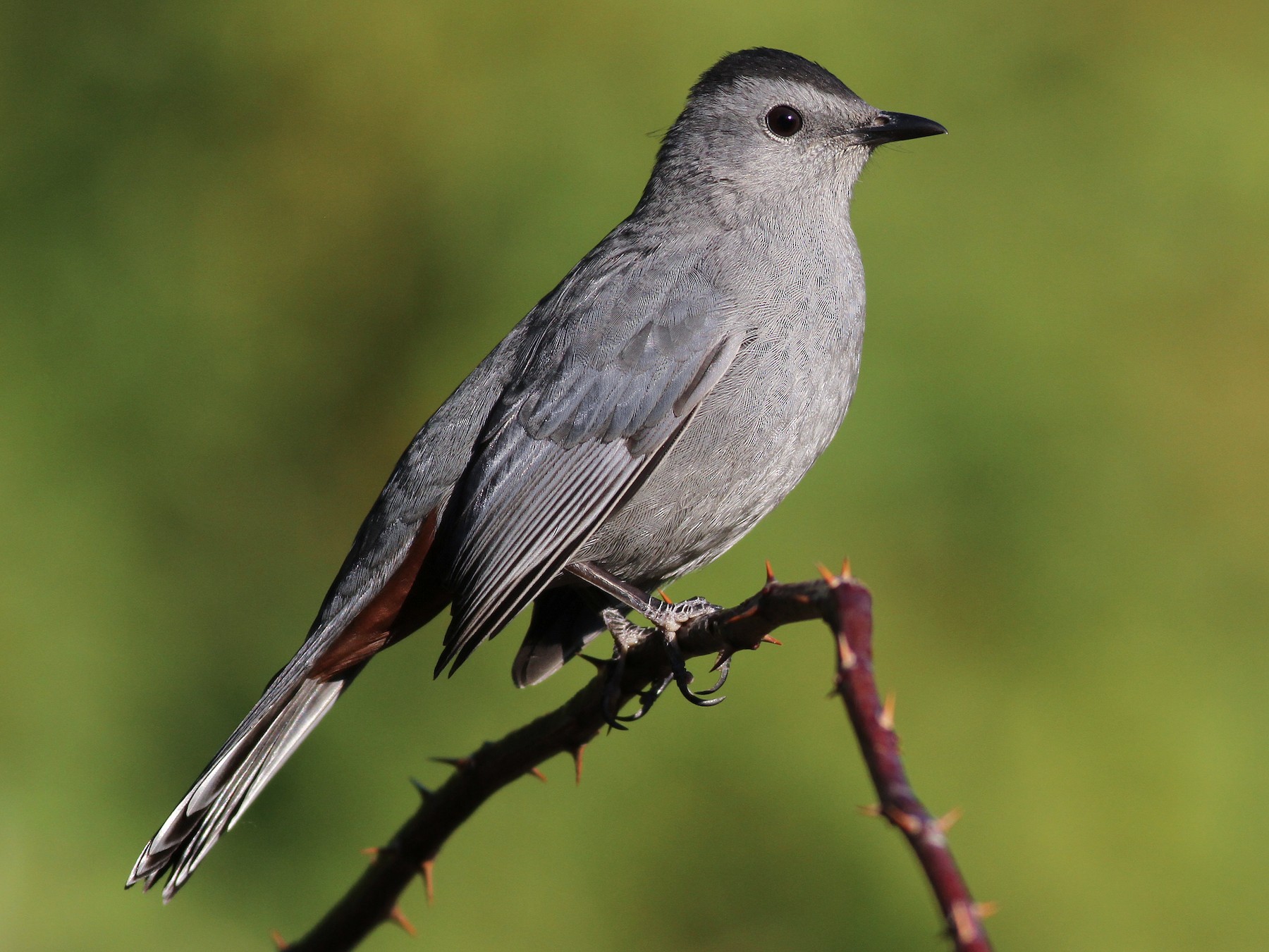 Gray Catbird - eBird