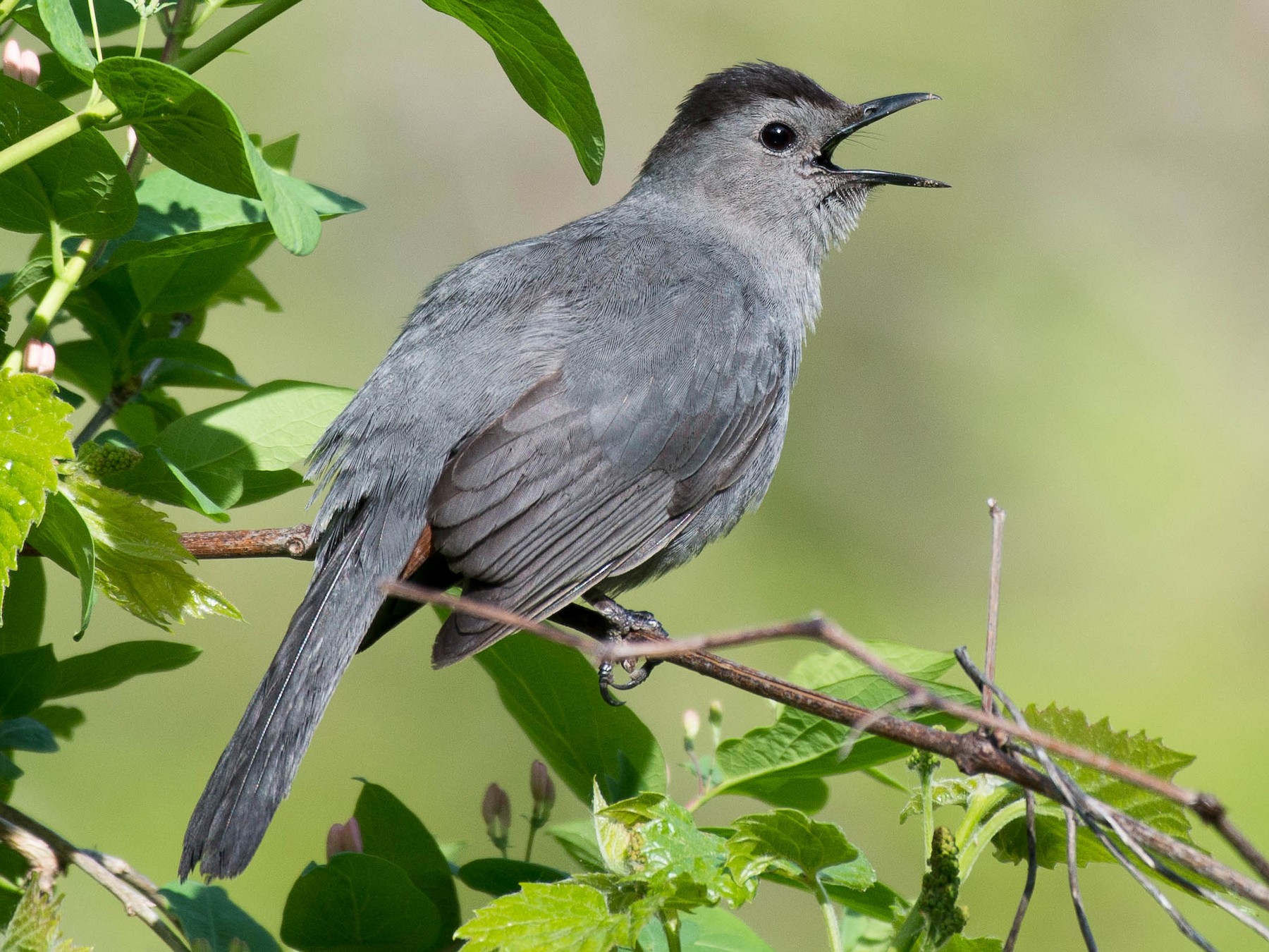 Gray Catbird  Audubon Field Guide