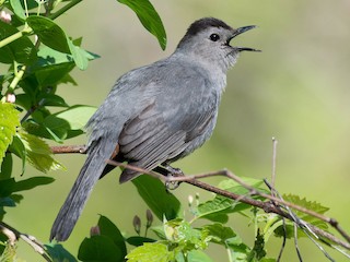  - Gray Catbird