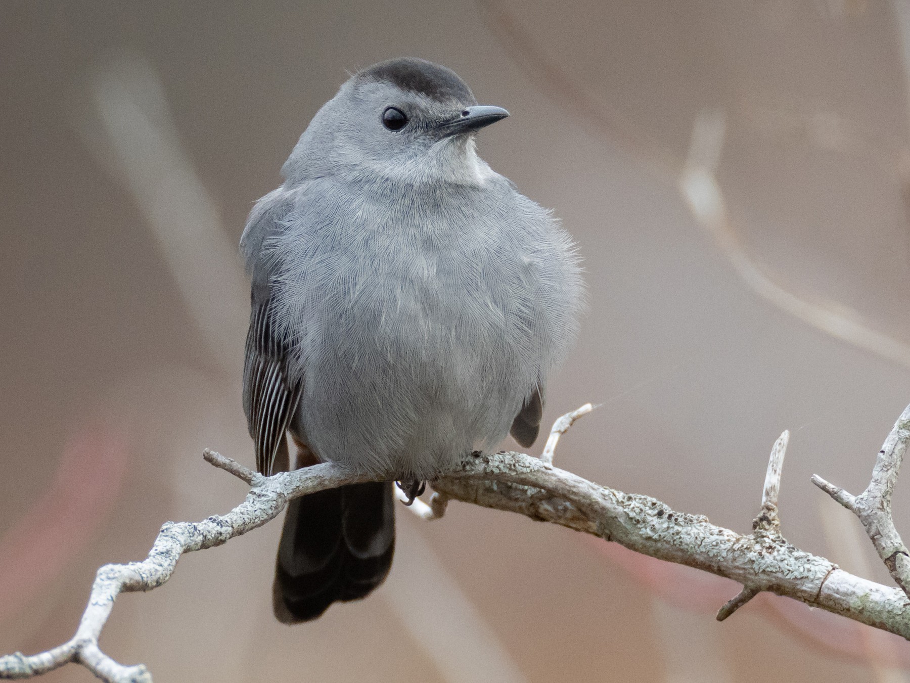 juvenile catbird