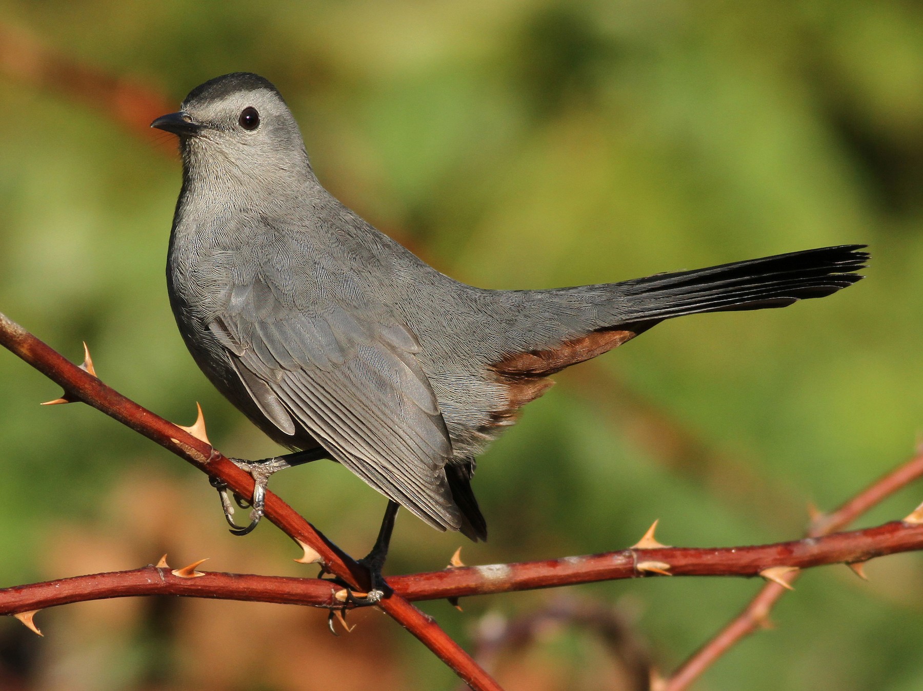 Gray Catbird - Evan Lipton