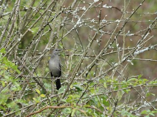 - Gray Catbird