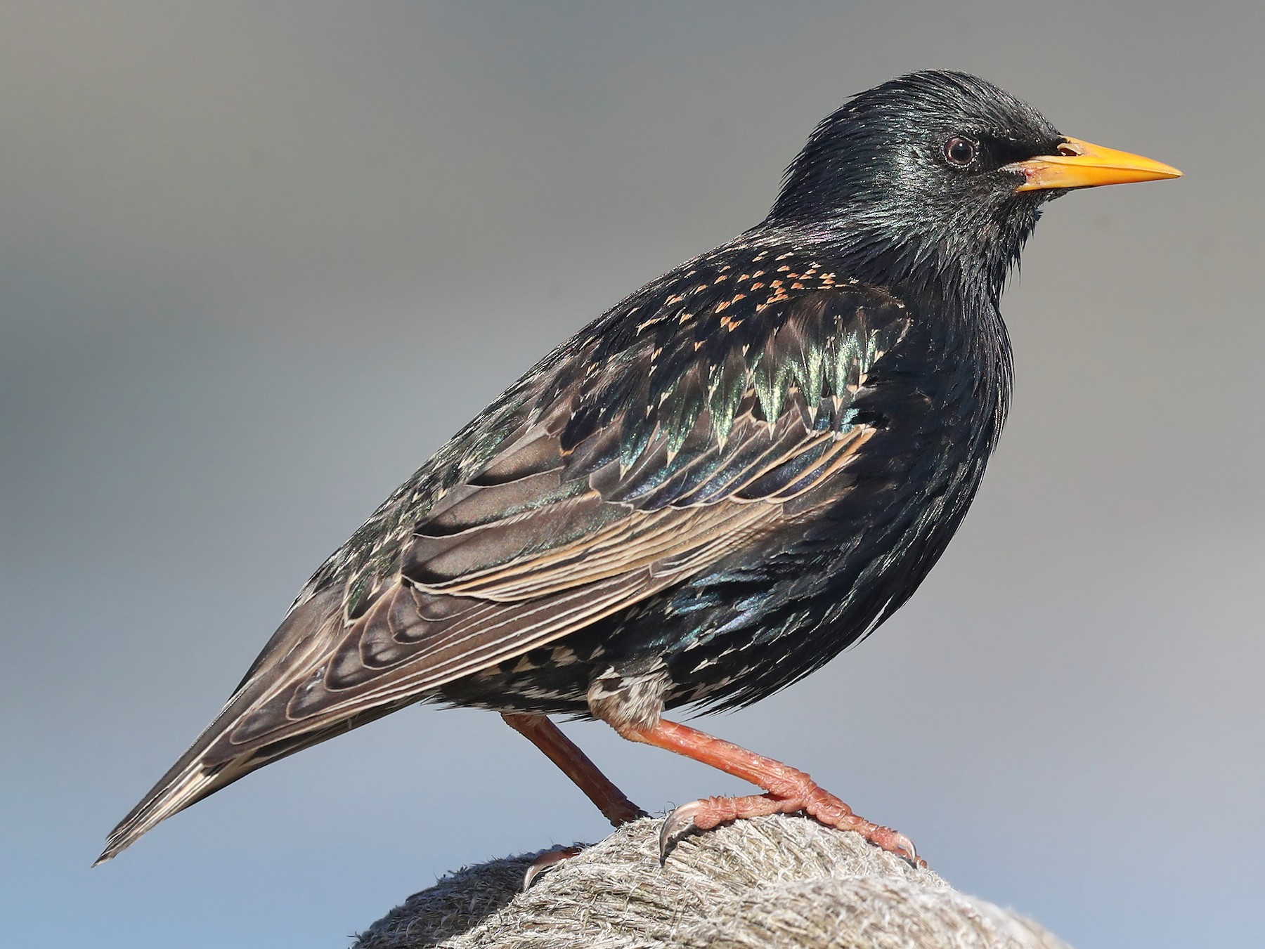 European Starling (Common Starling) - eBird