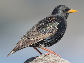  - European Starling