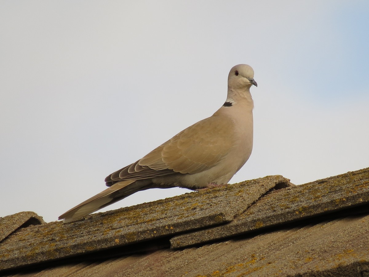 Eurasian Collared-Dove - ML303928961