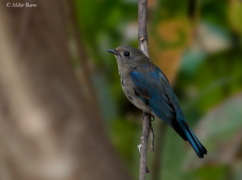 Blue-and-white Flycatcher - ML303929021