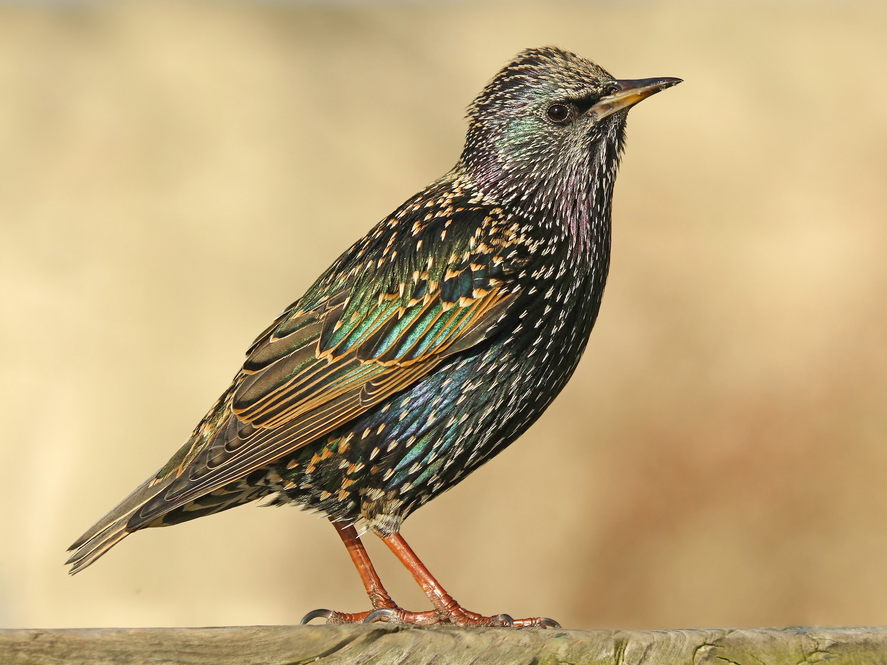 European Starling - eBird